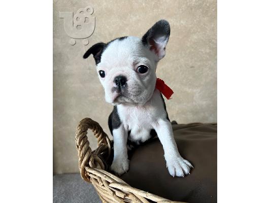 PoulaTo: Boston Terrier – θηλυκό κουτάβι